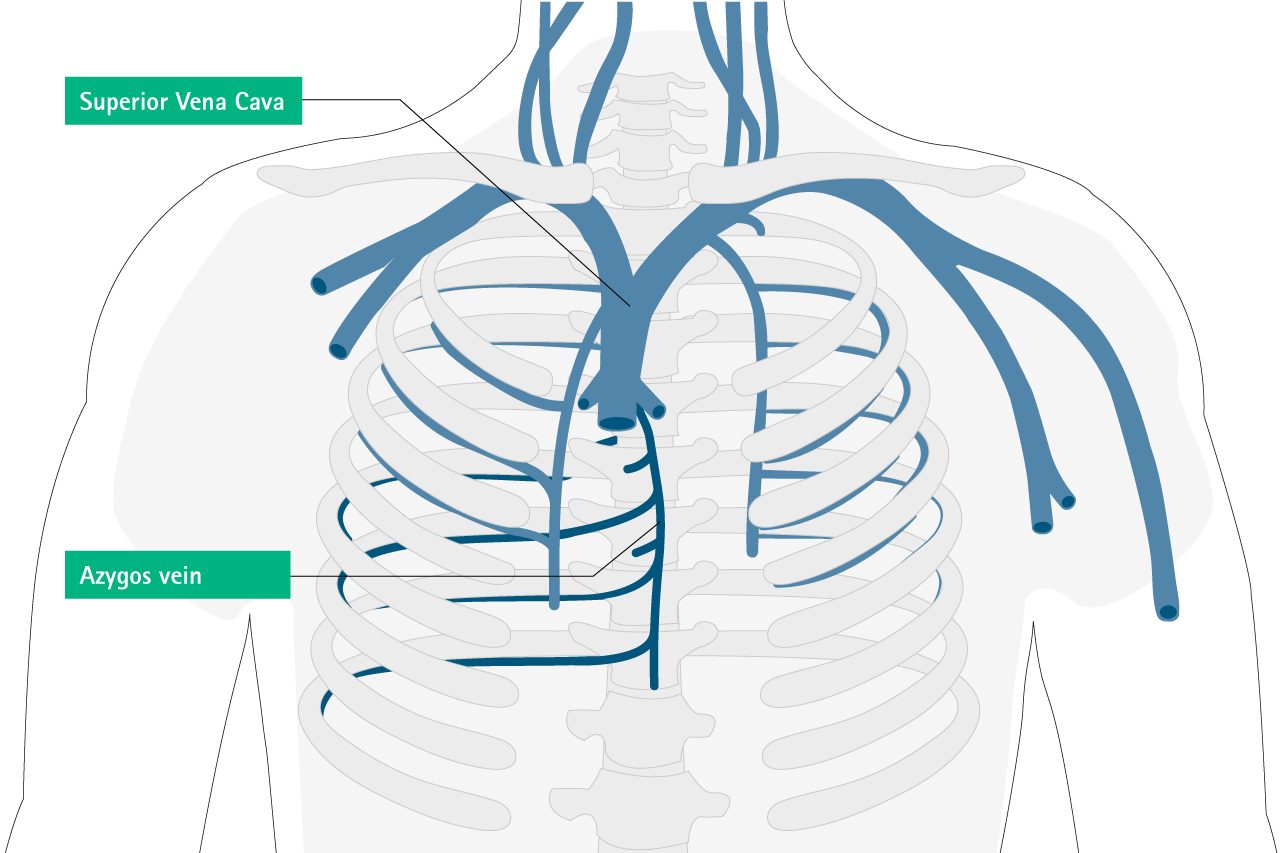 Azygos Vein Anatomy